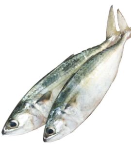 Indian mackerel