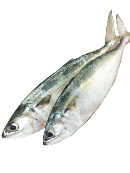 Indian mackerel