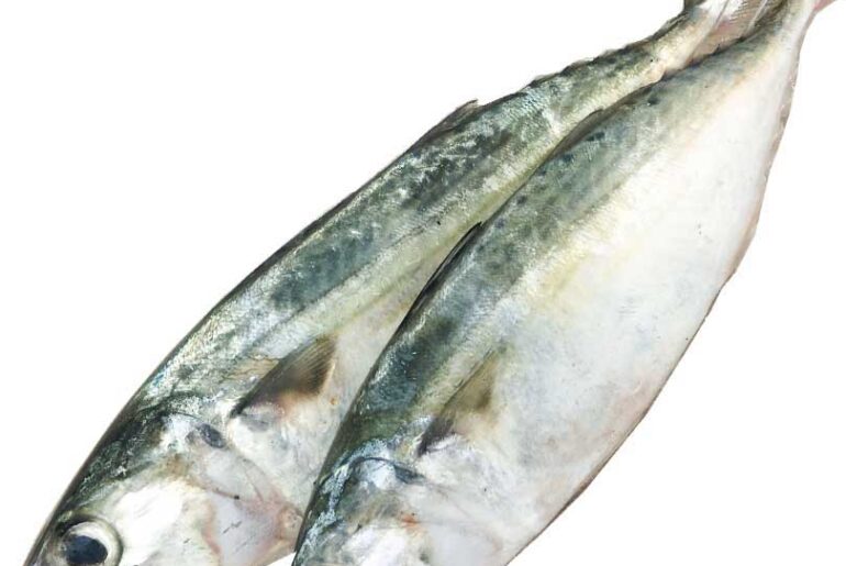 Fresh & Best Indian mackerel – Kumbalava Indian mackerel