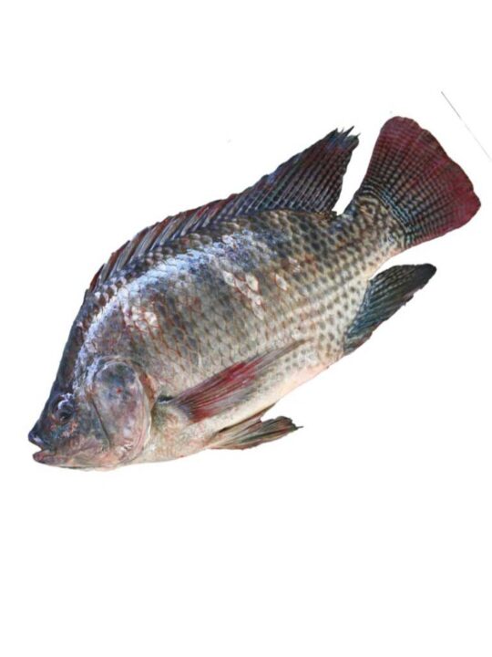 tilapia