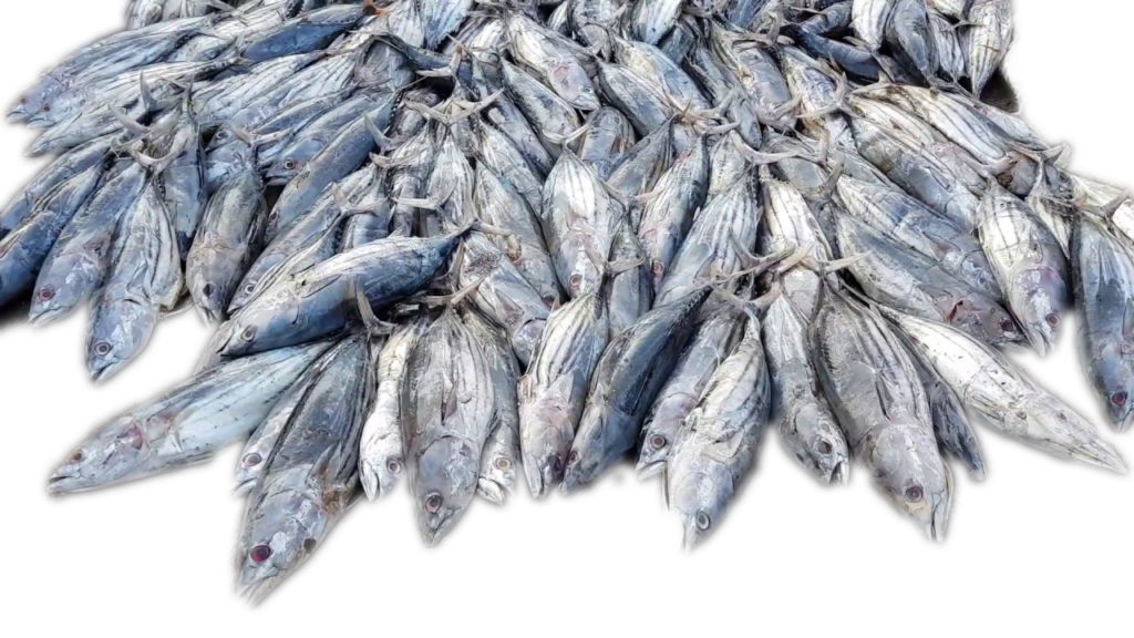 Sri Lanka Fish Production