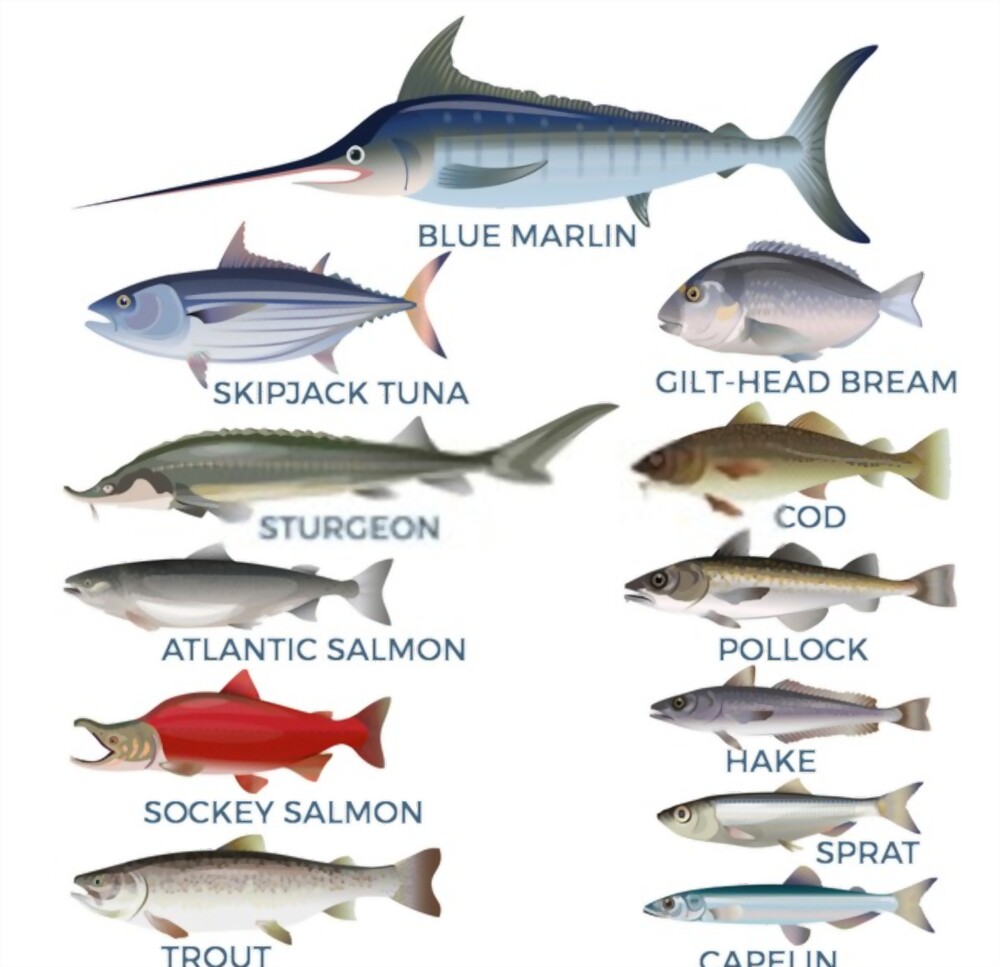 top-fish-names-in-tamil-and-english-seafoods