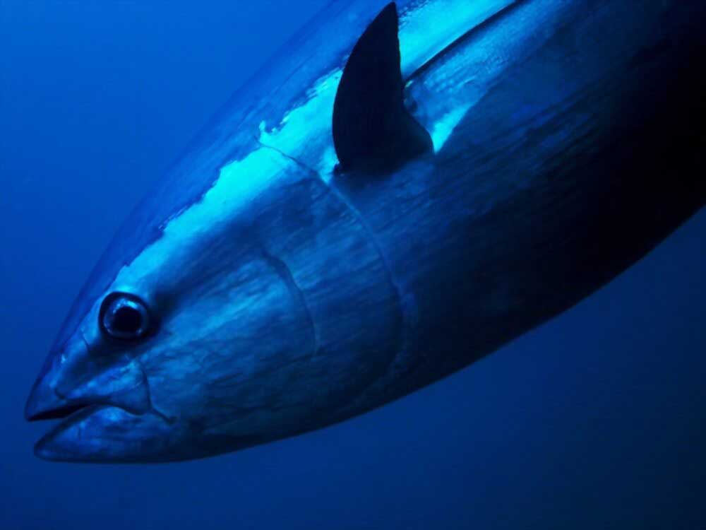 Best Bluefin Tuna Season Seafoods
