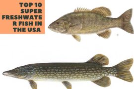 Freshwater Fish In The USA