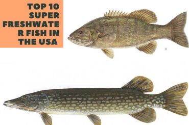 Freshwater Fish In The USA