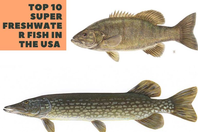 Top 7 Super Freshwater Fish In The USA Freshwater Fish In The USA