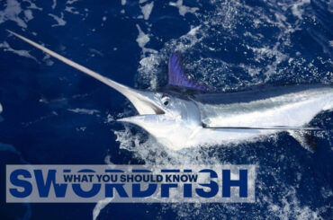 swordfish