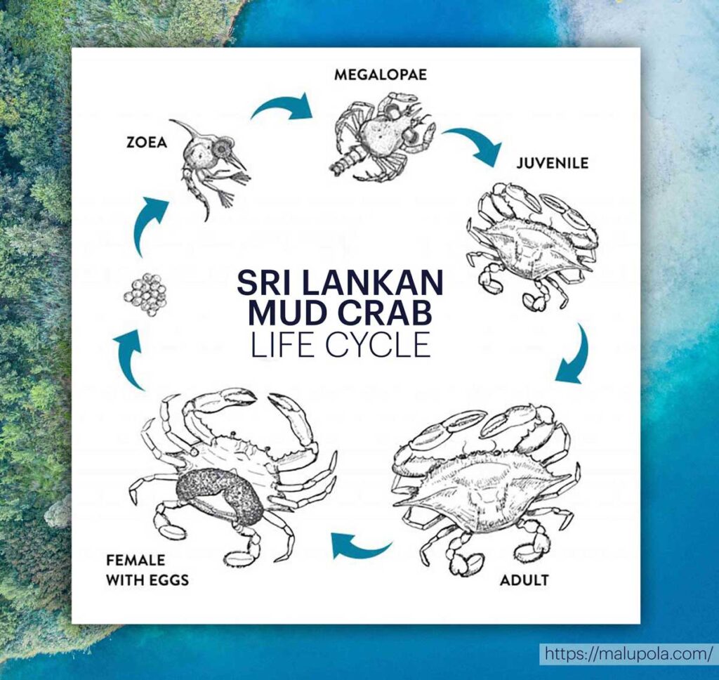 Life Cycle of Sri Lankan Mud Crab