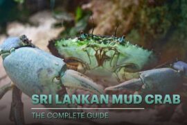 Mud Crab