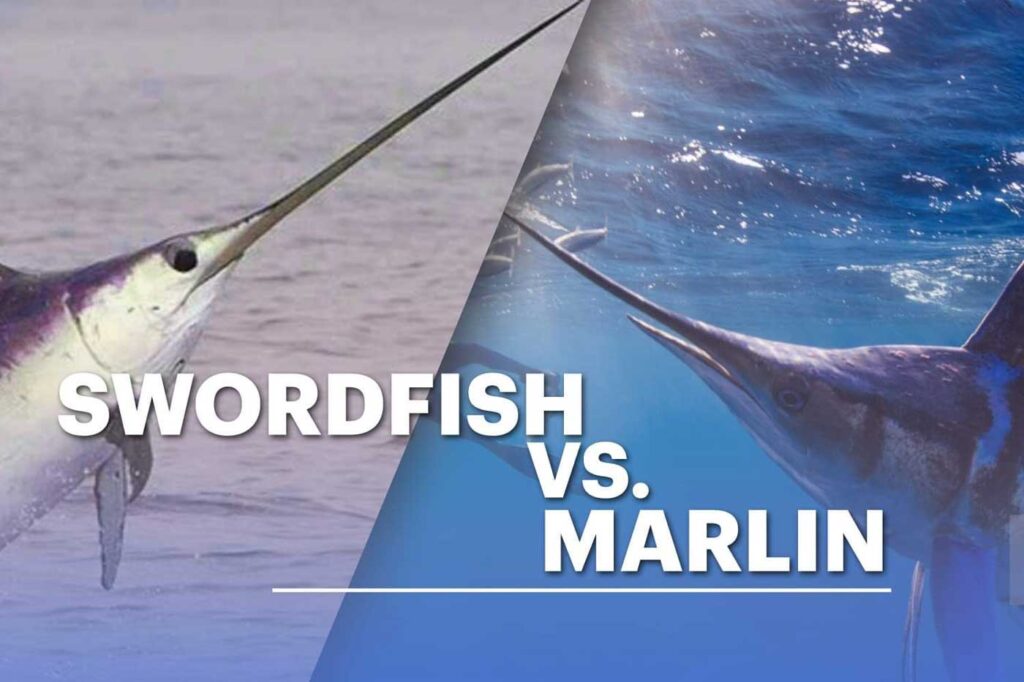 Swordfish vs Marlin