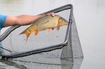 LANDING NET UNDER 50