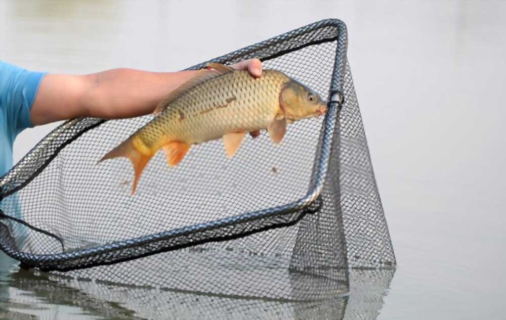 Fisherman's Catch Fish In Nets On The Pond Stock Photo,, 56% OFF