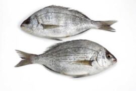 Sea Bream Fish