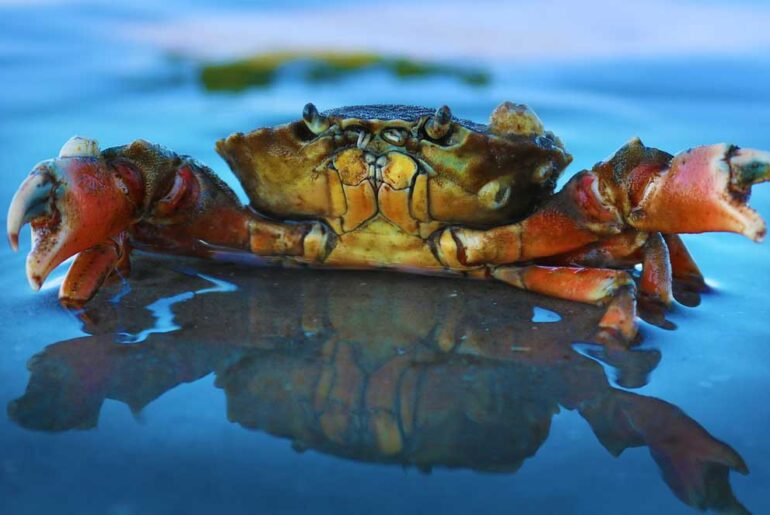 Most Popular & Expensive 7 Edible Types Of Crab In The World Types-Of-Crab