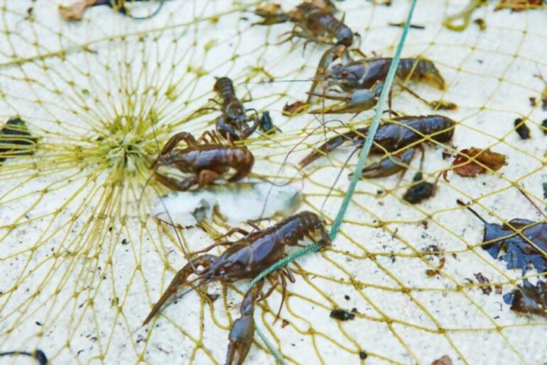 TOP 5 BEST CRAWFISH TRAPS UNDER $50 FOR A WEEKEND OF FUN AND ADVENTURE crawfish traps