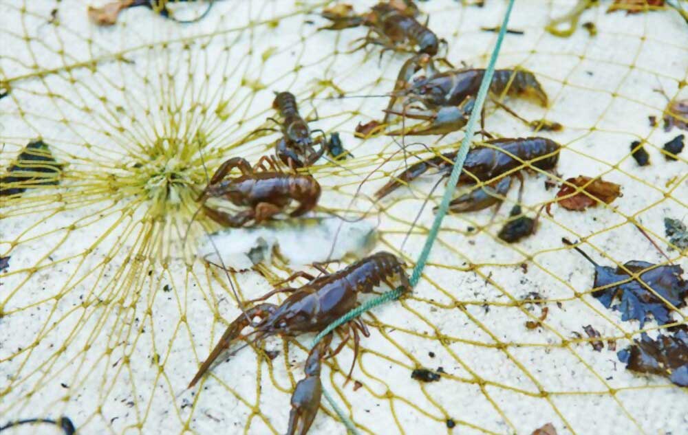9-Inch Eagle Claw Crayfish Trap