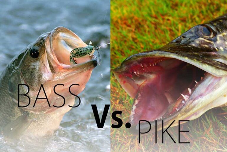 Bass Vs Pike How The Fishing Is Going To Be Like Bass Vs Pike
