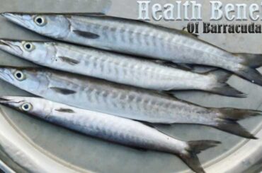 Health Benefits Of Barracuda Fish
