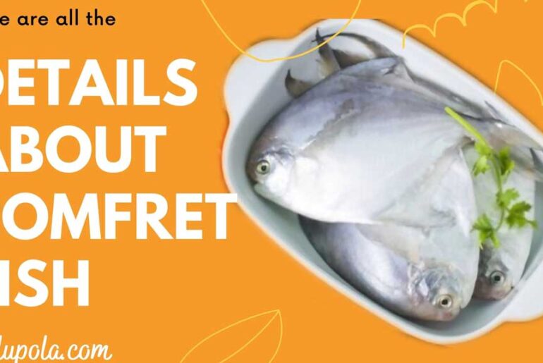 Pomfret fish – Vavval , Everything You Should Know Pomfret fish
