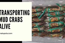 Mud Crabs Alive