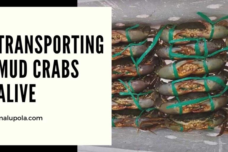 Transporting  Mud Crabs Alive, This Is How To Do That Mud Crabs Alive
