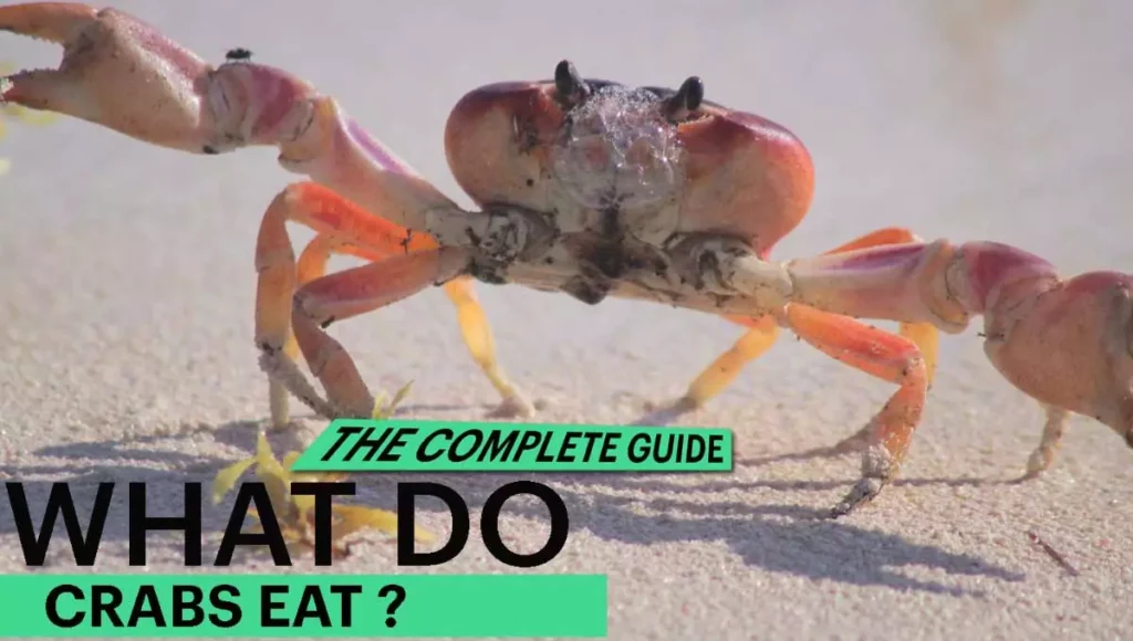 What Do Crabs Eat