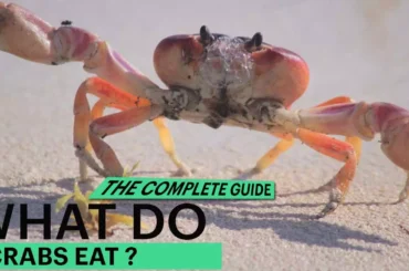 What Do Crabs Eat