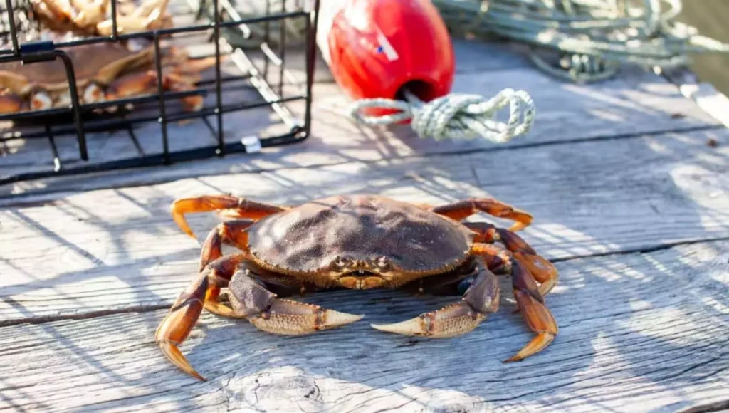 Crabbing Equipment