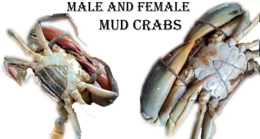 Male and Female Mud Crabs