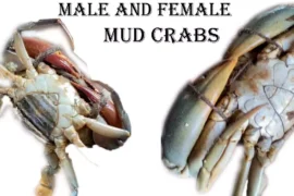 Male and Female Mud Crabs