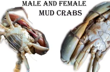 Male and Female Mud Crabs