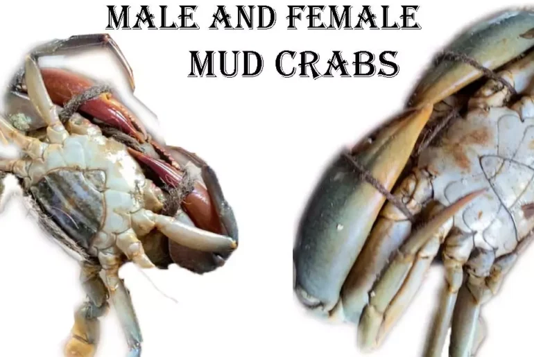 Male and Female Mud Crabs