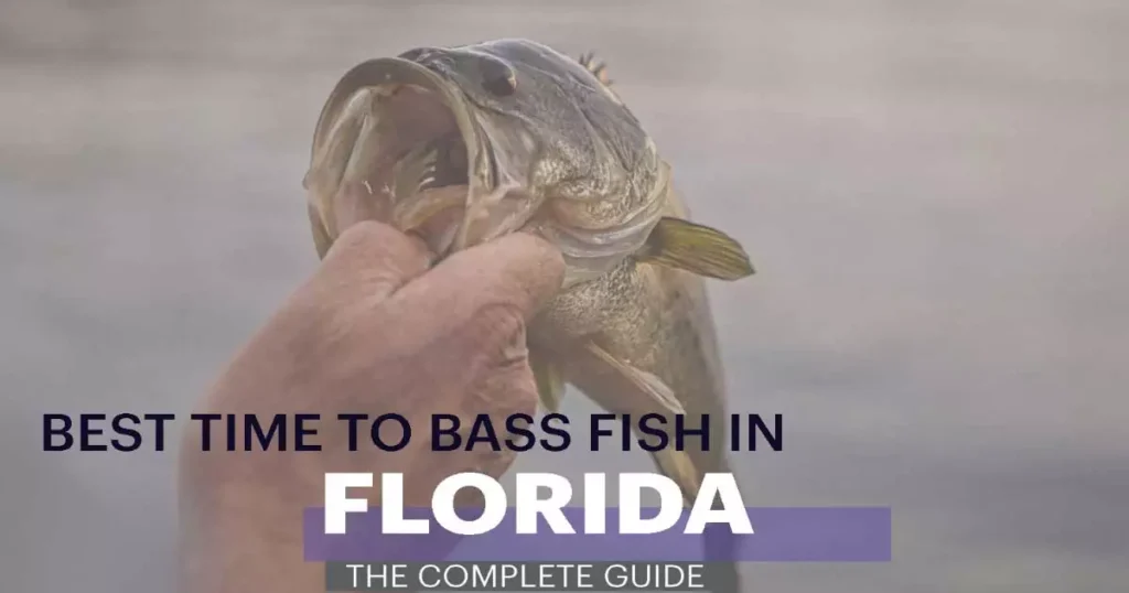 Best Time To Bass Fish In Florida