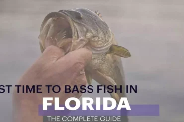 Best Time To Bass Fish In Florida