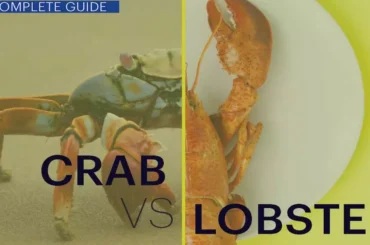 Crab Vs Lobster