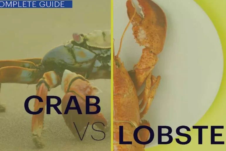 Crab Vs Lobster