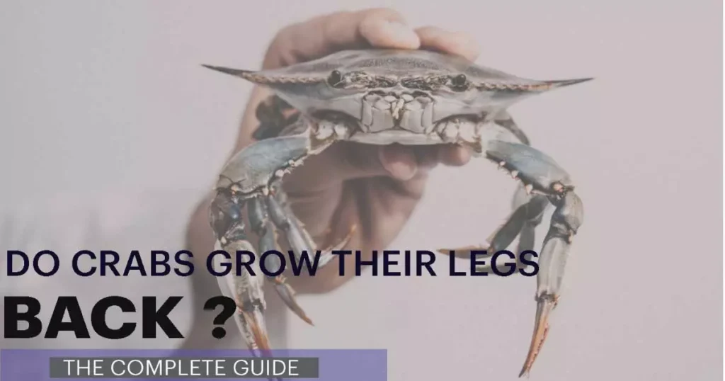 Do Crabs Grow Their Legs Back