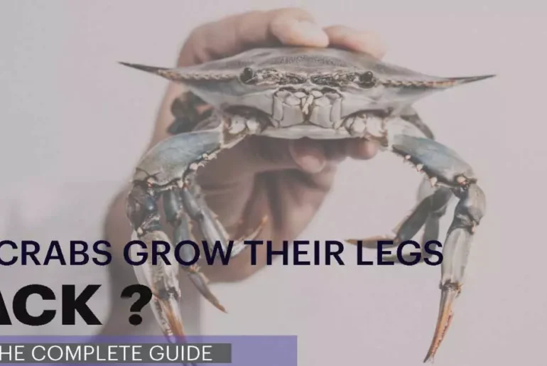 Do Crabs Grow Their Legs Back