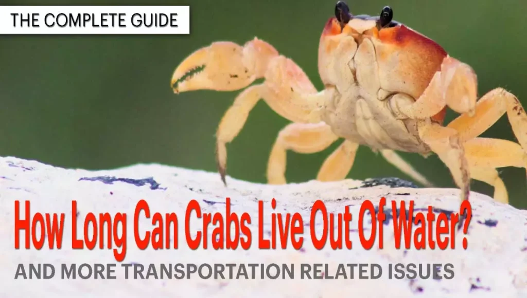 How Long Can Crabs Live Out Of Water