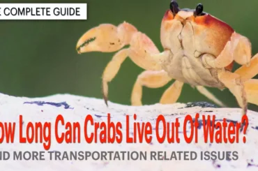 How Long Can Crabs Live Out Of Water And More Transportation Related Questions About Crabs How Long Can Crabs Live Out Of Water