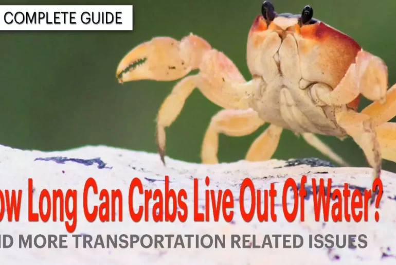 How Long Can Crabs Live Out Of Water And More Transportation Related Questions About Crabs How Long Can Crabs Live Out Of Water