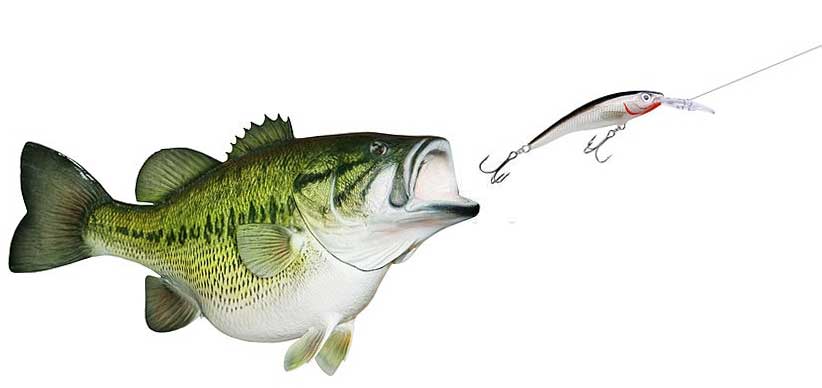 How Long Can A Bass Live Out Of Water? And Everything You Should Know - Seafoods