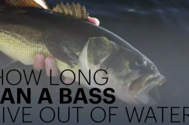 How Long Can A Bass Live Out Of Water