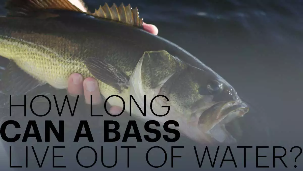 How Long Does A Largemouth Bass Live