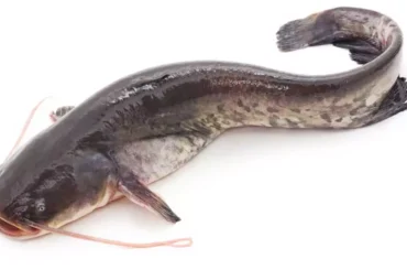 How long can catfish live out of water