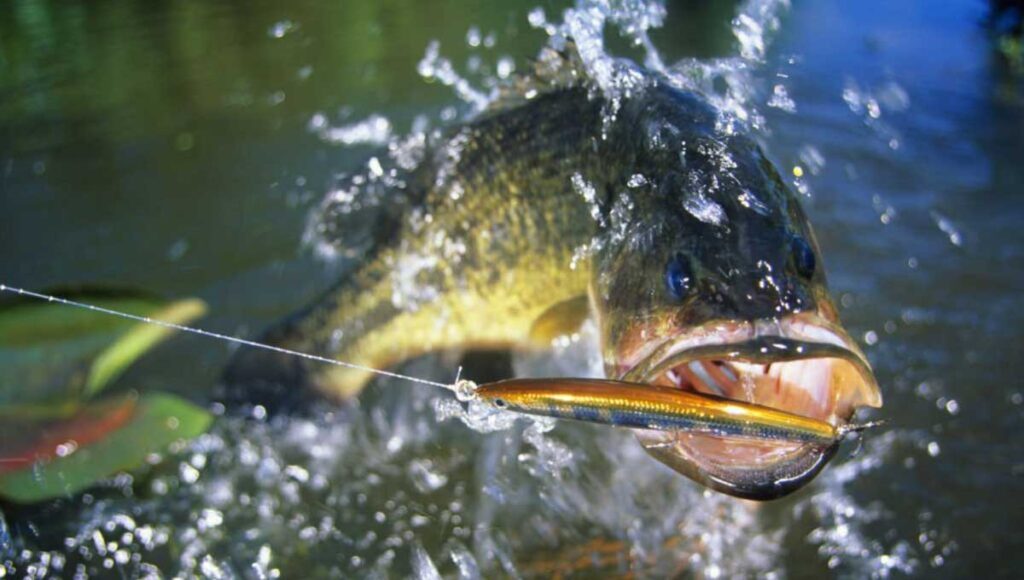 Why Bass Fishing Is So Popular