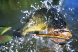 Why Bass Fishing Is So Popular