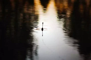 Best Fishing Bobbers