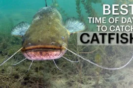 Best Time Of Day To Catch Catfish
