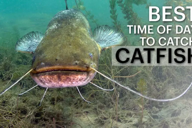 Best Time Of Day To Catch Catfish